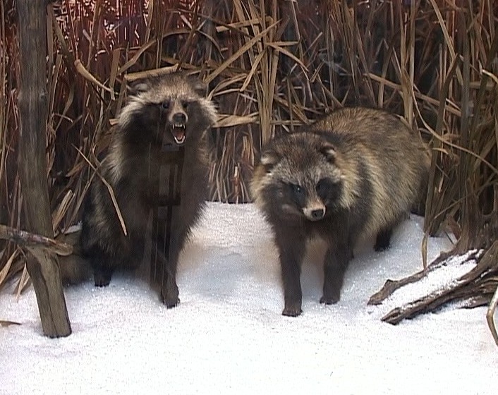 Таксидермист