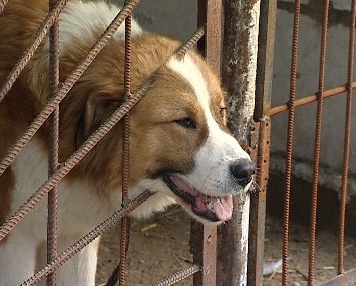 Приют для бездомных животных