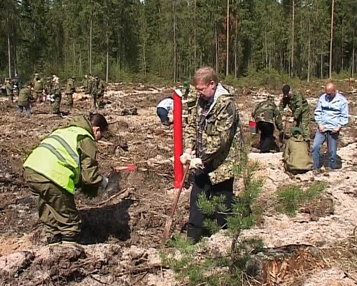 Посадка саженцев сосен