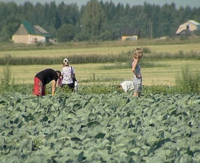 Трудовое лето