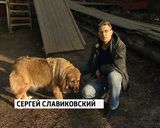 Приют для бездомных животных