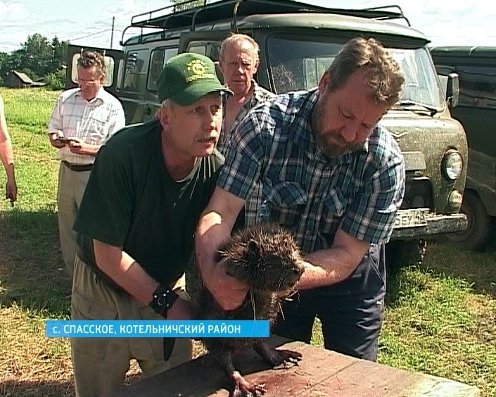 До свидания, бобры!