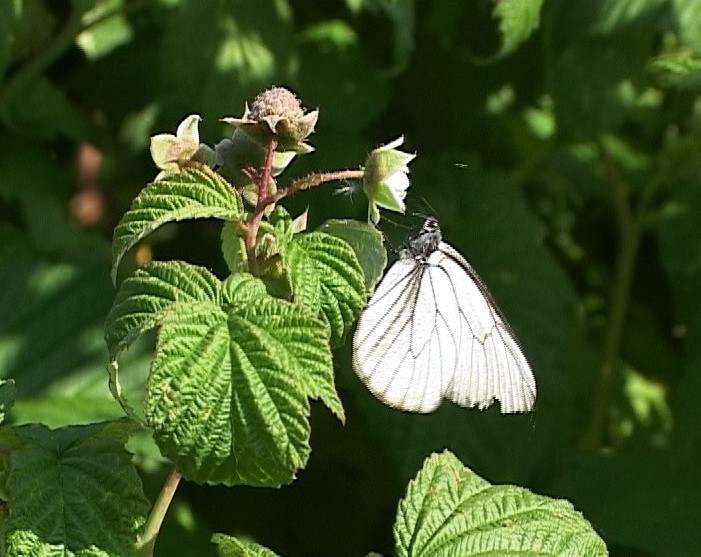 Нашествие бабочек