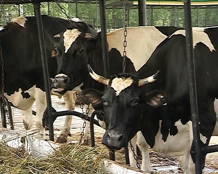 Осеменение