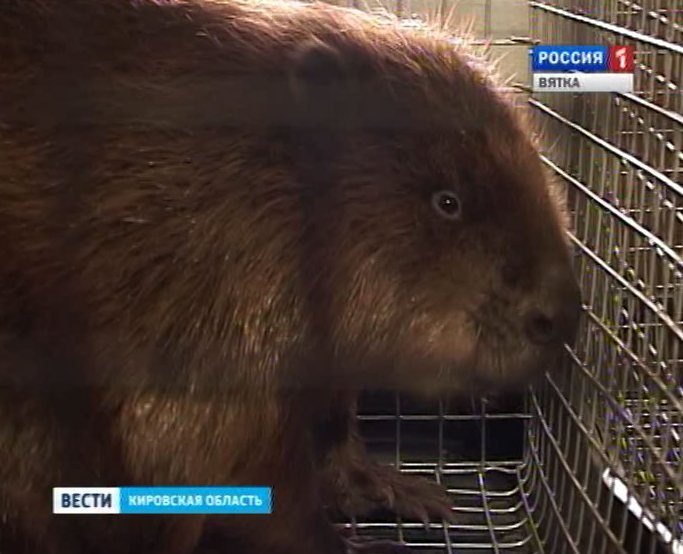 Бобры уезжают