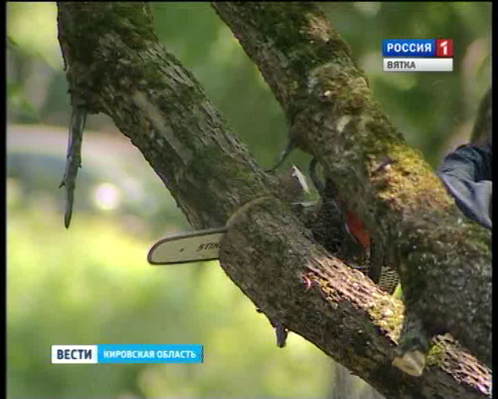 Деревья пилят