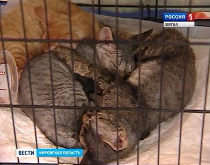 Выставка кошек