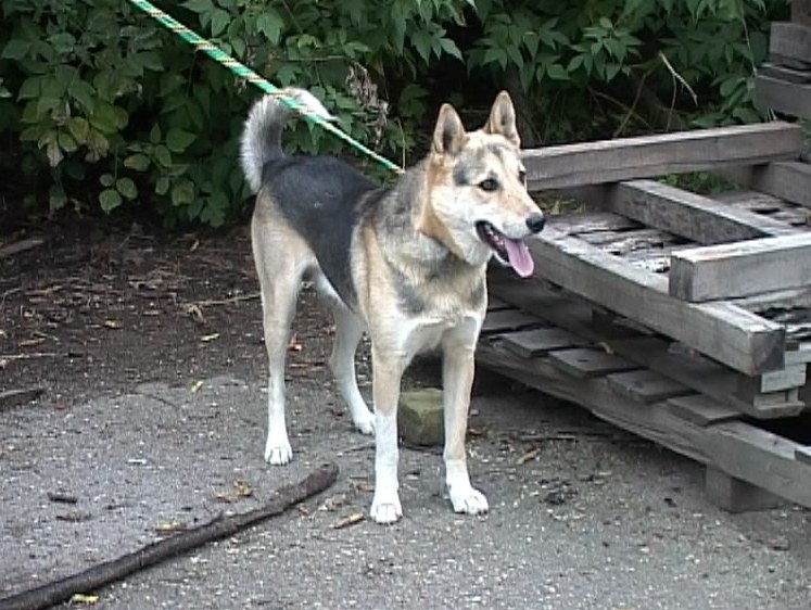 Приют для животных «Зоокоролевство»