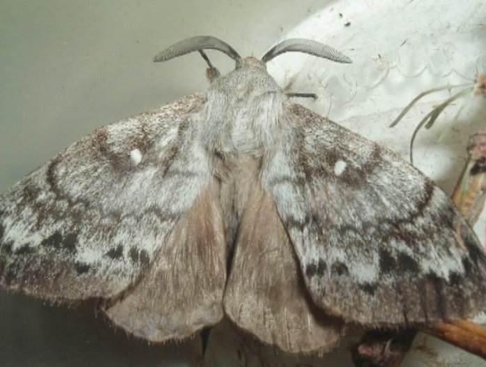 Сибирский шелкопряд