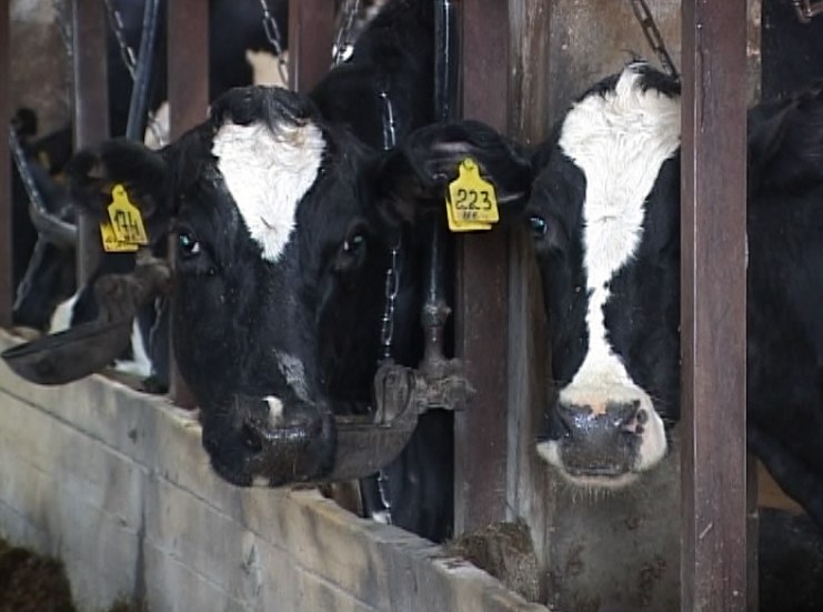 Бычки из Канады