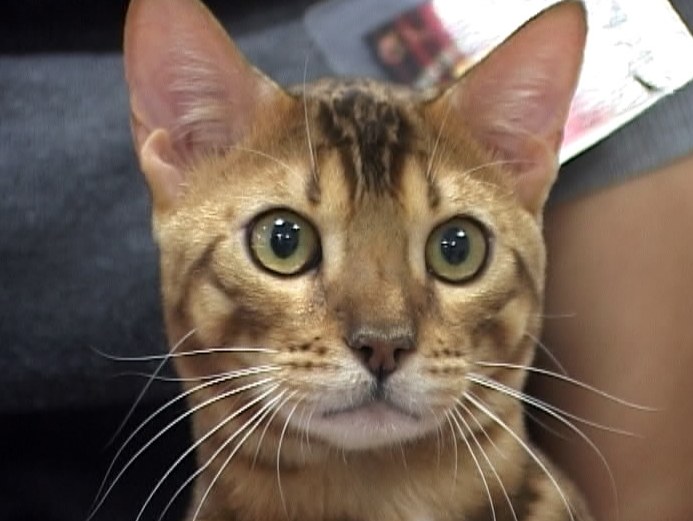 Выставка кошек