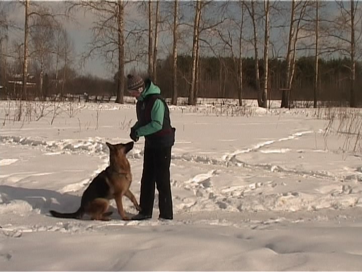 Собака - друг или враг?