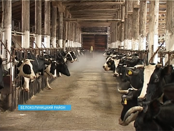 Зимовка КРС