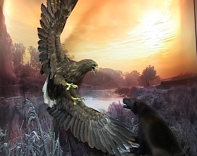 Зоологический музей. Новые диорамы