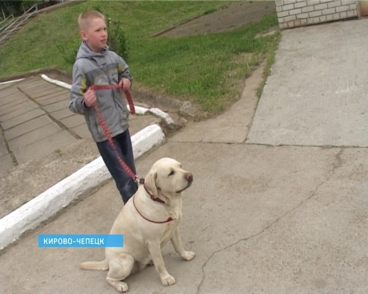 Собаки лечат