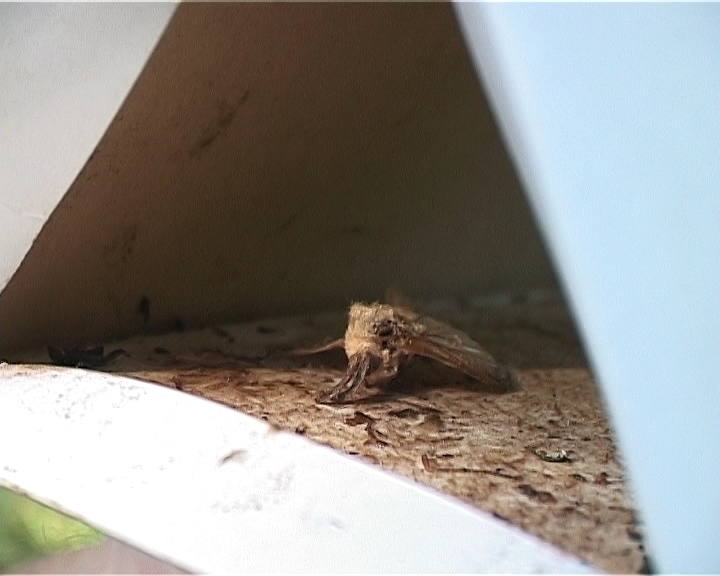 Сибирский шелкопряд