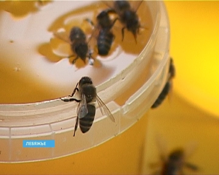 Медовая ярмарка в Лебяжье