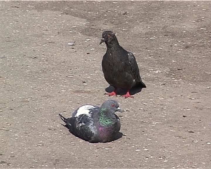 Эпидемия голубей