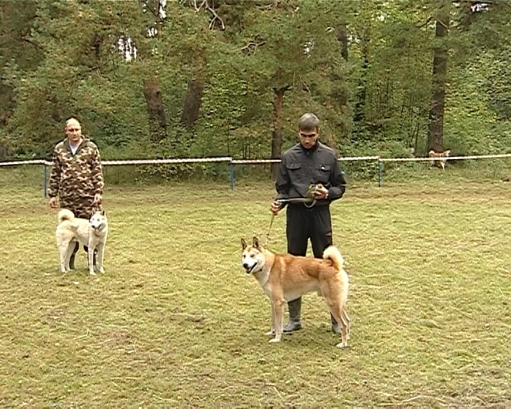 Выставка охотничьих собак