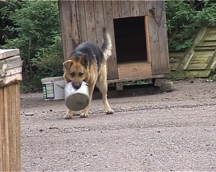 Бездомные животные