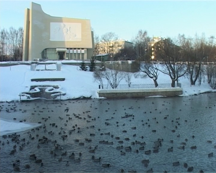 Зимовка уток у Диорамы