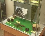 В музейно-выставочном комплексе «Природа» открылась выставка - Долгожители Земли