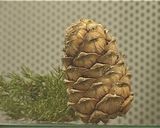 В музейно-выставочном комплексе «Природа» открылась выставка - Долгожители Земли