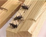 Специалисты Россельхознадзора пресекли попытку ввоза карантинных вредителей