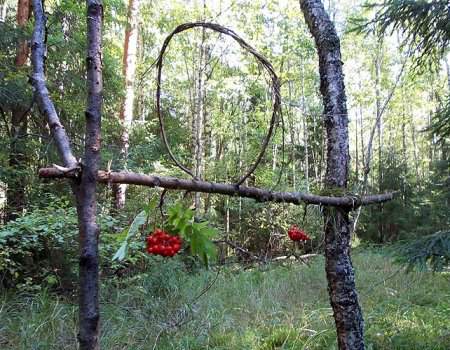 В Кировской области вынесли приговор браконьеру, ловившего лосей в петлю.