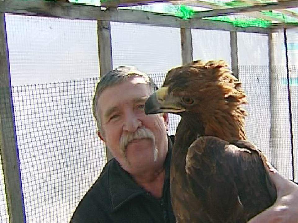 В п. Тужа местный ветеринар спас беркута, занесенного в Красную книгу.