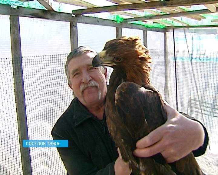История спасения жизни беркута в поселке Тужа