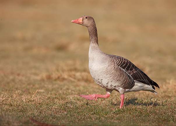 В Кировской области запретили весеннюю охоту на серого гуся.