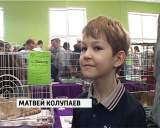 Выставка бездомных кошек