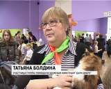 Выставка бездомных кошек