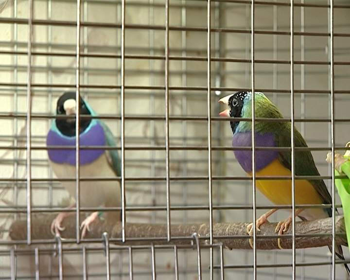 Коллекция птиц Александра Чипуштанова