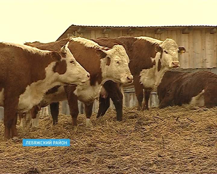 О плюсах и минусах мясного животноводства