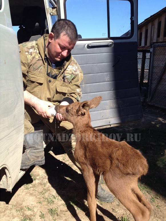 В Советском районе инспектор охотнадзора выходил лосенка.