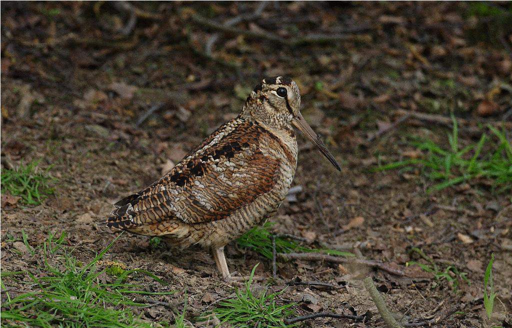 В Омутнинском районе охотник подстрелил вальдшнепа из Испании.