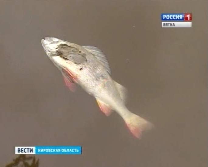 Новые факты в деле о погибшей рыбе в пруду у Диорамы