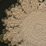 Мойте руки после прогулок и перед едой.