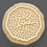 Мойте руки после прогулок и перед едой.