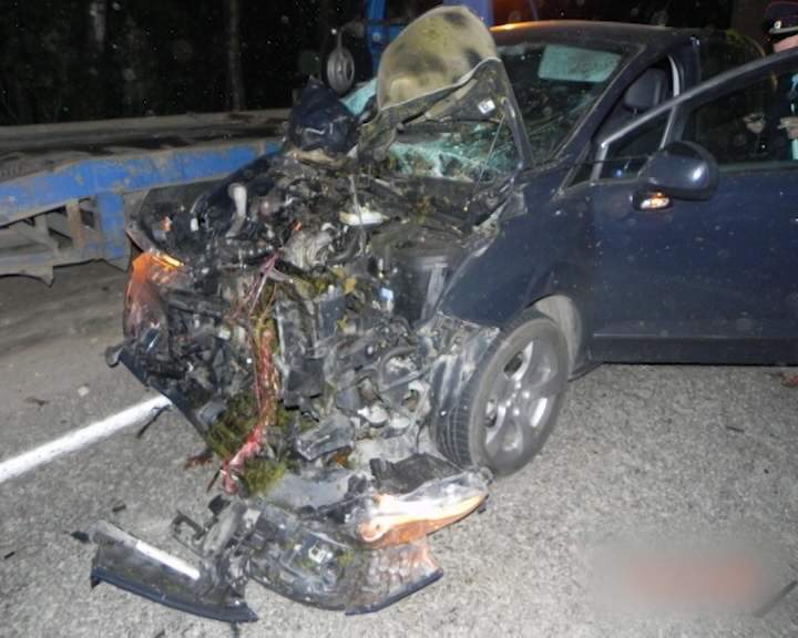 ДТП с участием диких животных