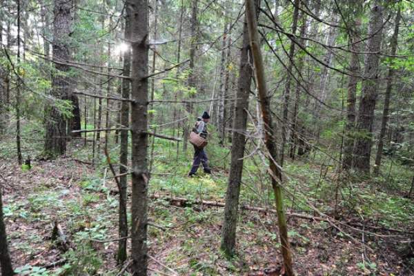 В Кировской области вновь потерялись два грибника.