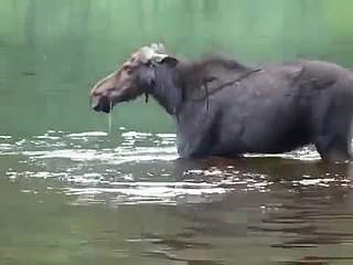 В Даровском районе браконьеры застрелили лосиху.