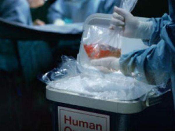 Человеку будут пересаживать органы свиньи.