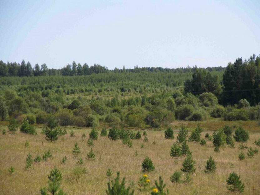 В Санчурском районе оштрафовали арендатора земельного участка, заросшего кустарниками и сорняками.