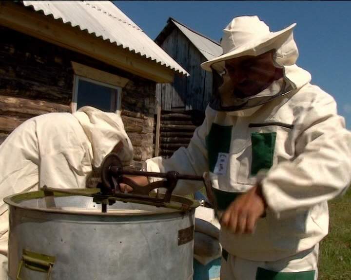 Пчелы атакуют людей