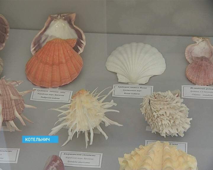 Выставка ракушек в Котельниче