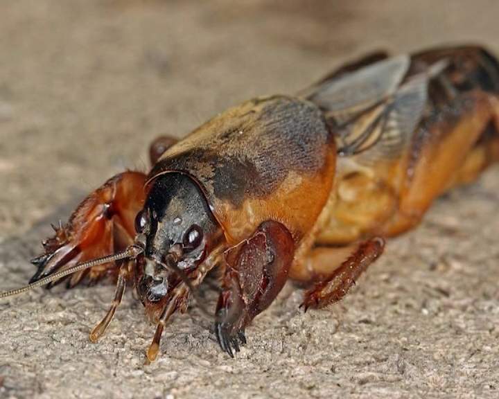 Новая напасть огородников – медведка