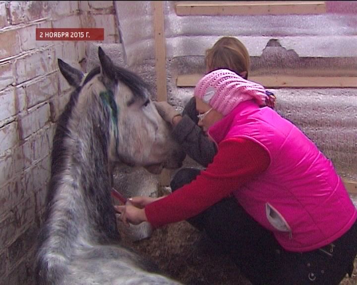 О судьбе лошадей, изъятых из частной конюшни на улице Спасской